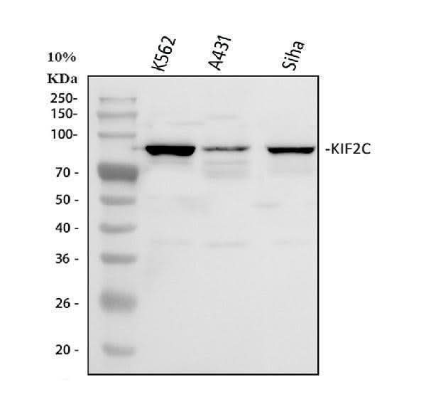 Anti-MCAK/KIF2C Antibody Picoband® Boster Bio