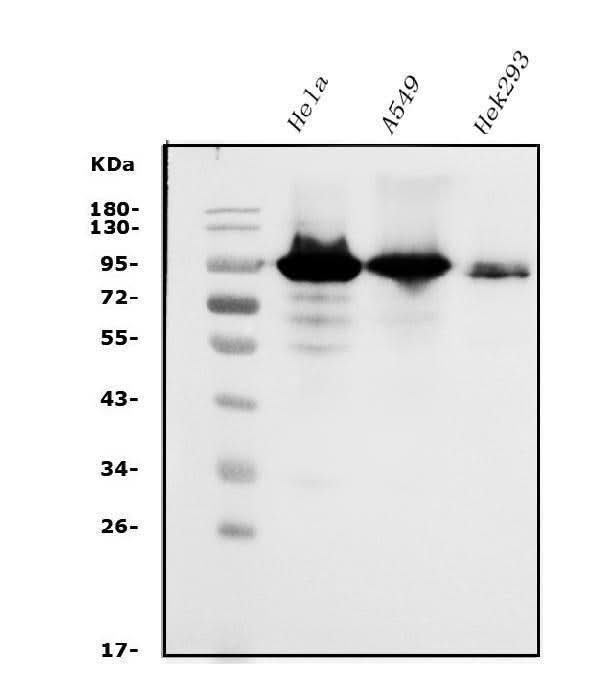 Anti-Glucocorticoid Receptor/NR3C1 Antibody Picoband® Boster Bio
