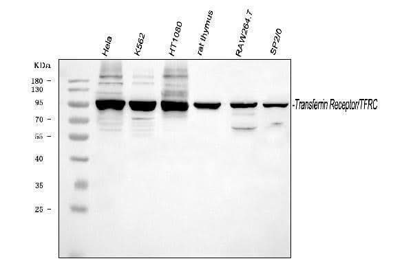 Anti-Transferrin Receptor/TFRC Antibody Picoband® Boster Bio
