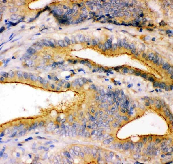 Anti-ZO1 tight junction protein/TJP1 Antibody Picoband® Boster Bio