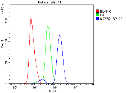 Anti-Smad Interacting Protein 1/ZEB2 Antibody Picoband® Boster Bio