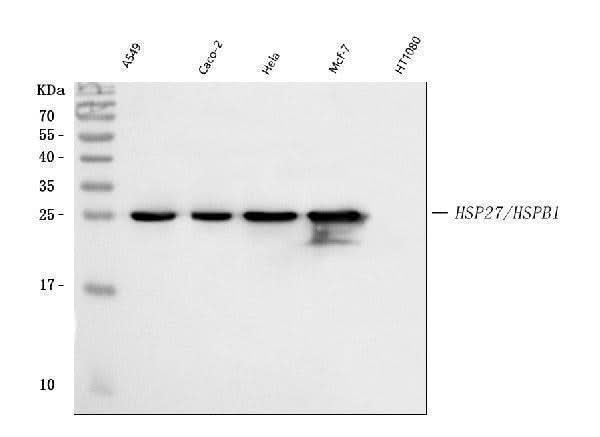 Anti-Hsp27/HSPB1 Antibody Picoband® Boster Bio
