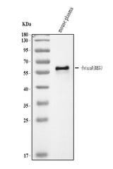 Anti-Fetuin A/AHSG Antibody Picoband® Boster Bio