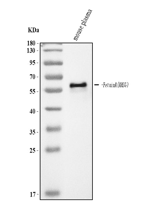 Anti-Fetuin A/AHSG Antibody Picoband® Boster Bio