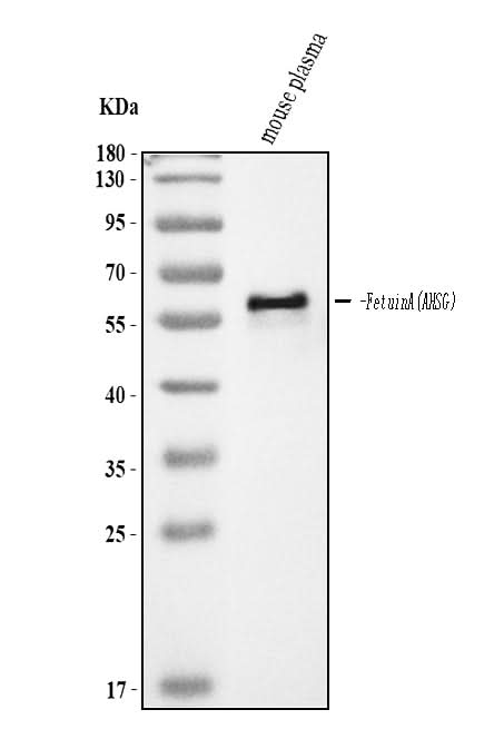 Anti-Fetuin A/AHSG Antibody Picoband® Boster Bio