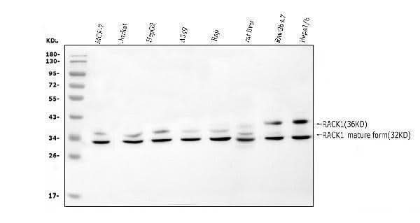 Anti-RACK1 GNB2L1 Antibody Picoband® Boster Bio