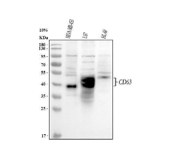 Anti-CD63 Antibody Picoband® Boster Bio