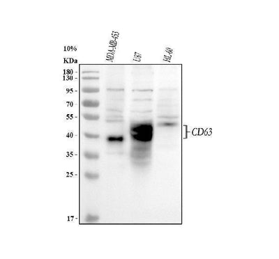 Anti-CD63 Antibody Picoband® Boster Bio