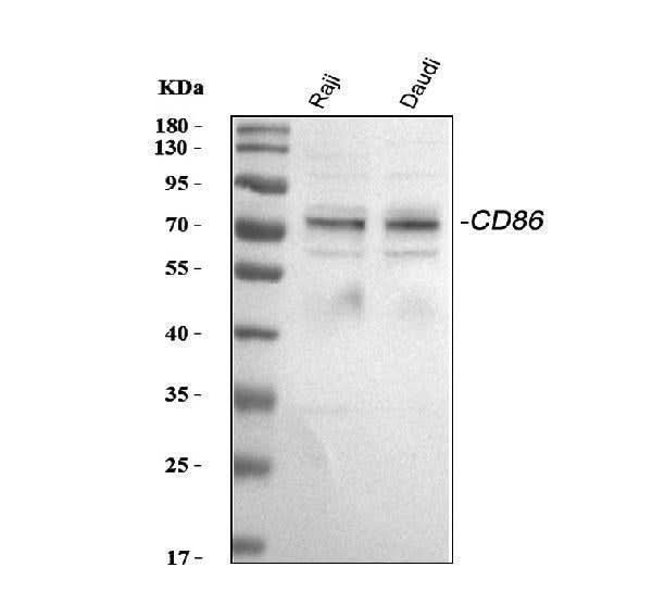 Anti-CD86 Antibody Picoband® Boster Bio