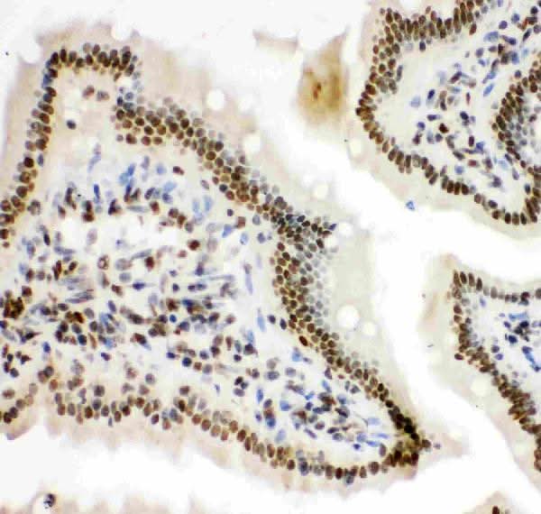 Anti-HIF-1-alpha/HIF1A Antibody Picoband® Boster Bio