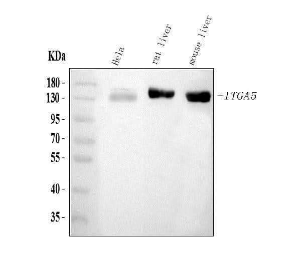 Anti-Integrin alpha 5/ITGA5 Antibody Picoband® Boster Bio