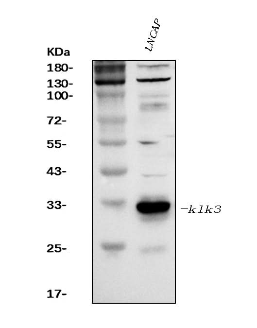 Anti-Prostate Specific Antigen/KLK3 Antibody Picoband® Boster Bio