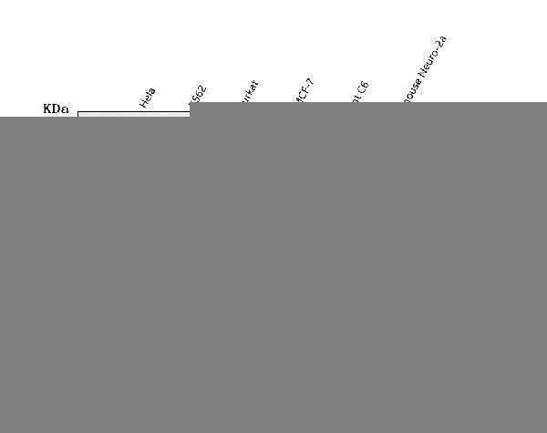 Anti-MCM7 Antibody Picoband® Boster Bio