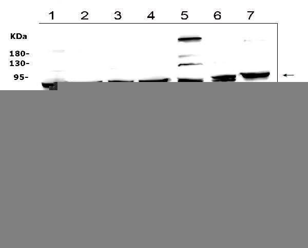 Anti-MAD1/MAD1L1 Antibody Picoband® Boster Bio