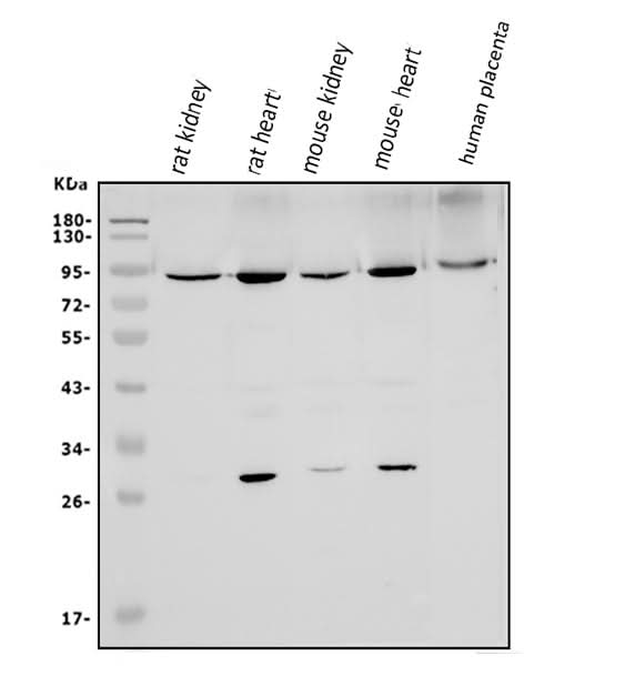 Anti-Mitofusin 1/MFN1 Antibody Picoband® Boster Bio