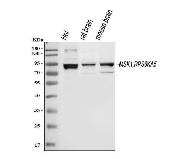 Anti-MSK1/RPS6KA5 Antibody Picoband® Boster Bio