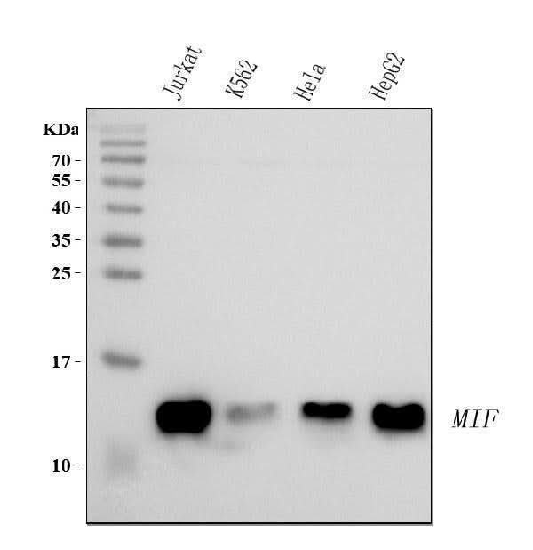 Anti-MIF Antibody Picoband® Boster Bio