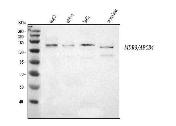 Anti-ABCB4 Antibody Picoband® Boster Bio