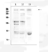 Anti-Dystrophin/DMD Antibody Picoband® Boster Bio