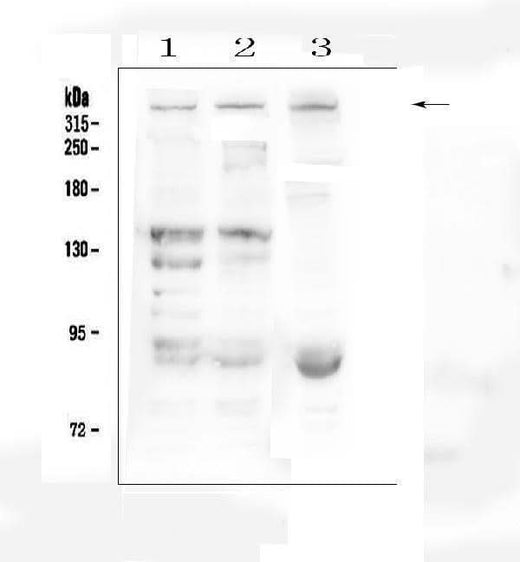 Anti-Dystrophin/DMD Antibody Picoband® Boster Bio