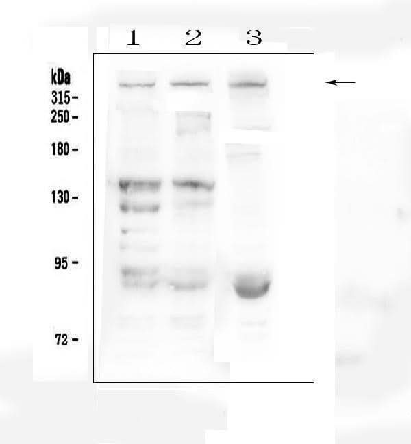 Anti-Dystrophin/DMD Antibody Picoband® Boster Bio