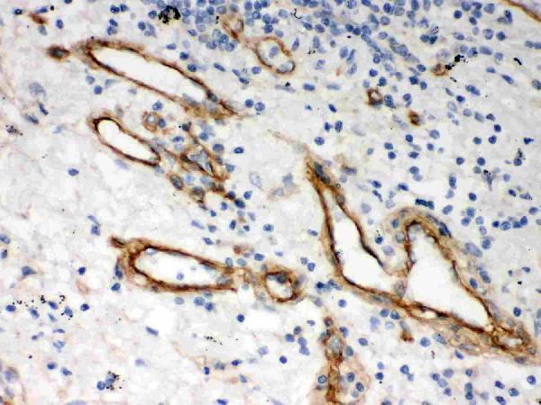 Anti-Heparan Sulfate Proteoglycan 2/HSPG2 Antibody Picoband® Boster Bio