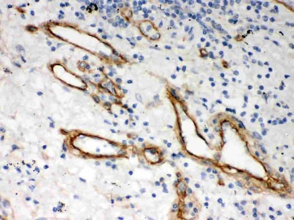 Anti-Heparan Sulfate Proteoglycan 2/HSPG2 Antibody Picoband® Boster Bio