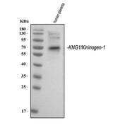 Anti-Kininogen 1/KNG1 Antibody Picoband® Boster Bio