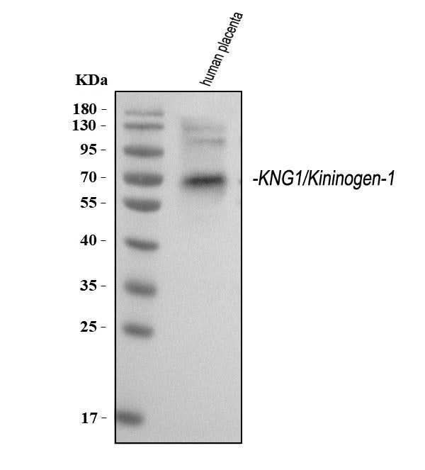 Anti-Kininogen 1/KNG1 Antibody Picoband® Boster Bio