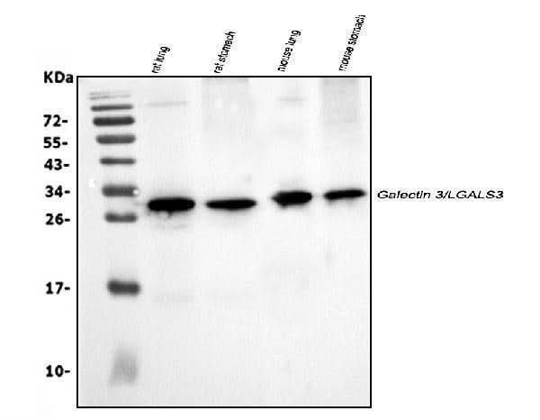 Anti-Galectin 3/LGALS3 Antibody Picoband® Boster Bio