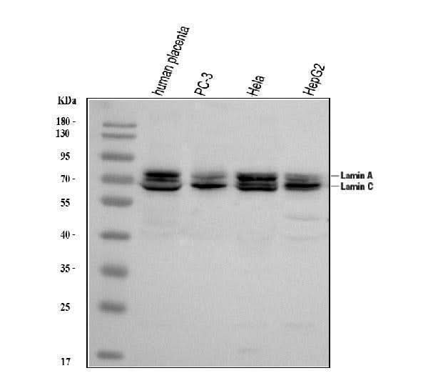 Anti-Lamin A+C/LMNA Antibody Picoband® Boster Bio