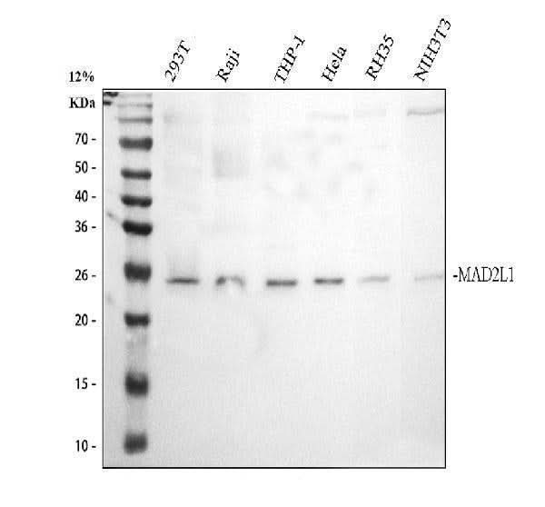 Anti-Mad2L1 Antibody Picoband® Boster Bio