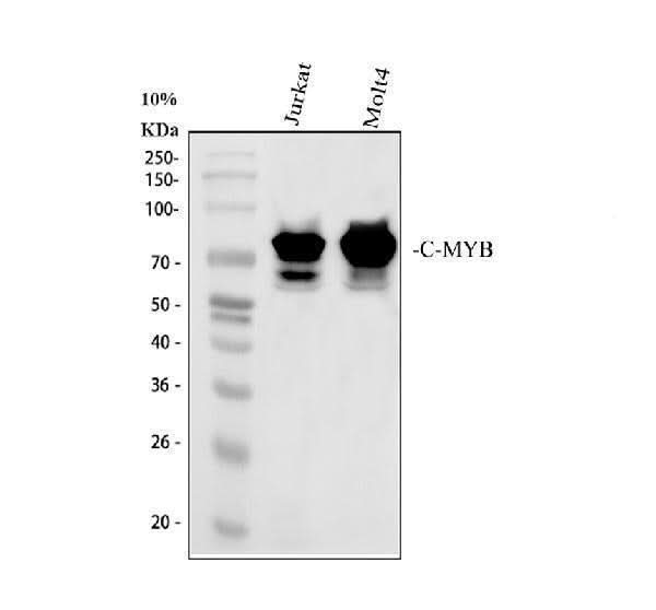Anti-c-Myb Antibody Picoband® Boster Bio