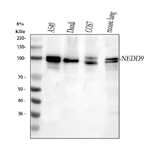 Anti-HEF1/NEDD9 Antibody Picoband® Boster Bio