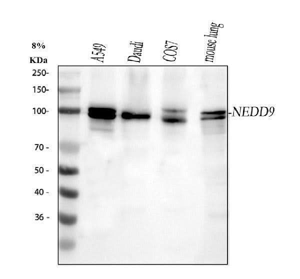 Anti-HEF1/NEDD9 Antibody Picoband® Boster Bio