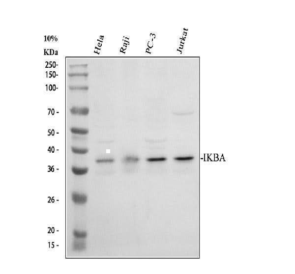 Anti-IKB alpha/NFKBIA Antibody Picoband® Boster Bio