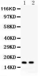 Anti-ANP/NPPA Antibody Picoband® Boster Bio