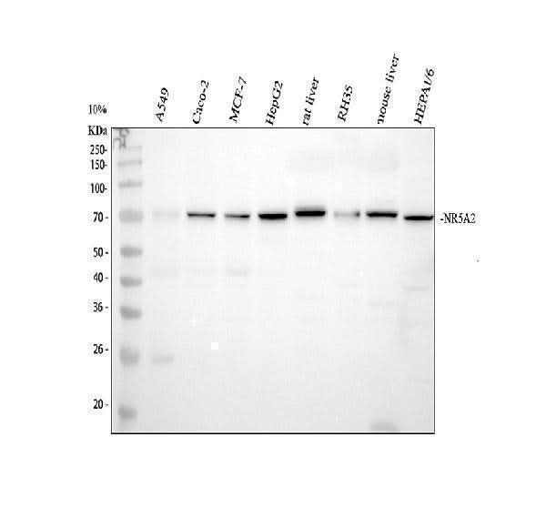 Anti-NR5A2/LRH1 Antibody Picoband® Boster Bio