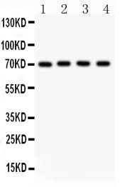 Anti-NRG1 Antibody Picoband® Boster Bio