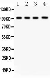 Anti-Neuropilin 1/NRP1 Antibody Picoband® Boster Bio