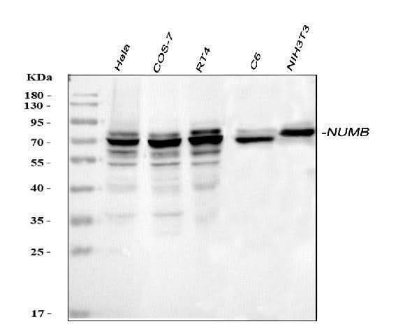 Anti-NUMB Antibody Picoband® Boster Bio