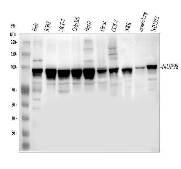 Anti-NUP98 Antibody Picoband® Boster Bio