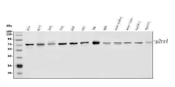 Anti-P2RX4 Antibody Picoband® Boster Bio