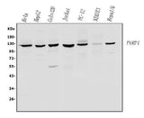 Anti-PARP/PARP1 Antibody Picoband® Boster Bio