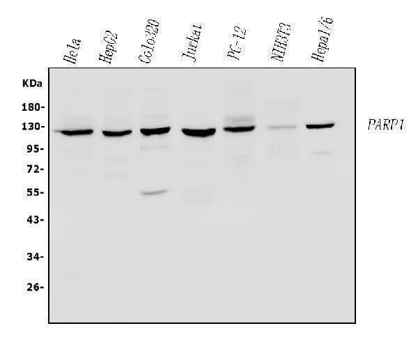 Anti-PARP/PARP1 Antibody Picoband® Boster Bio