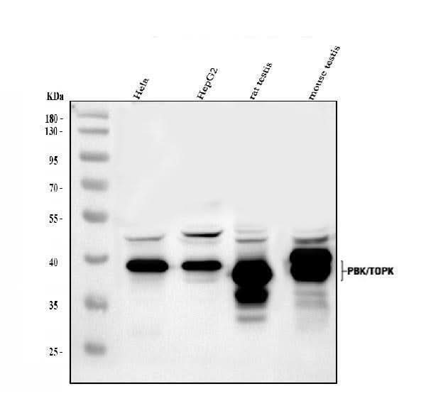 Anti-PBK Antibody Picoband® Boster Bio