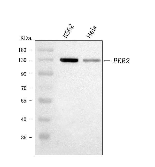Anti-PER2 Antibody Picoband® Boster Bio