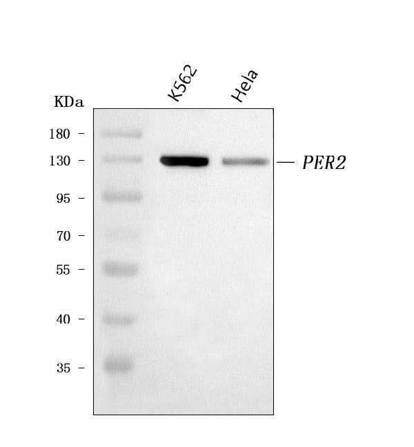 Anti-PER2 Antibody Picoband® Boster Bio