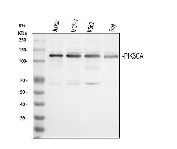 Anti-PI 3 Kinase catalytic subunit alpha/PIK3CA Antibody Picoband® Boster Bio