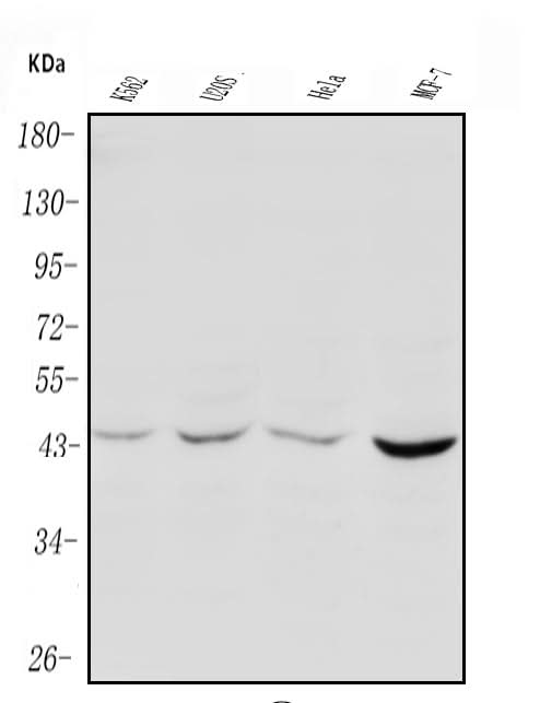 Anti-PIM1 Antibody Picoband® Boster Bio